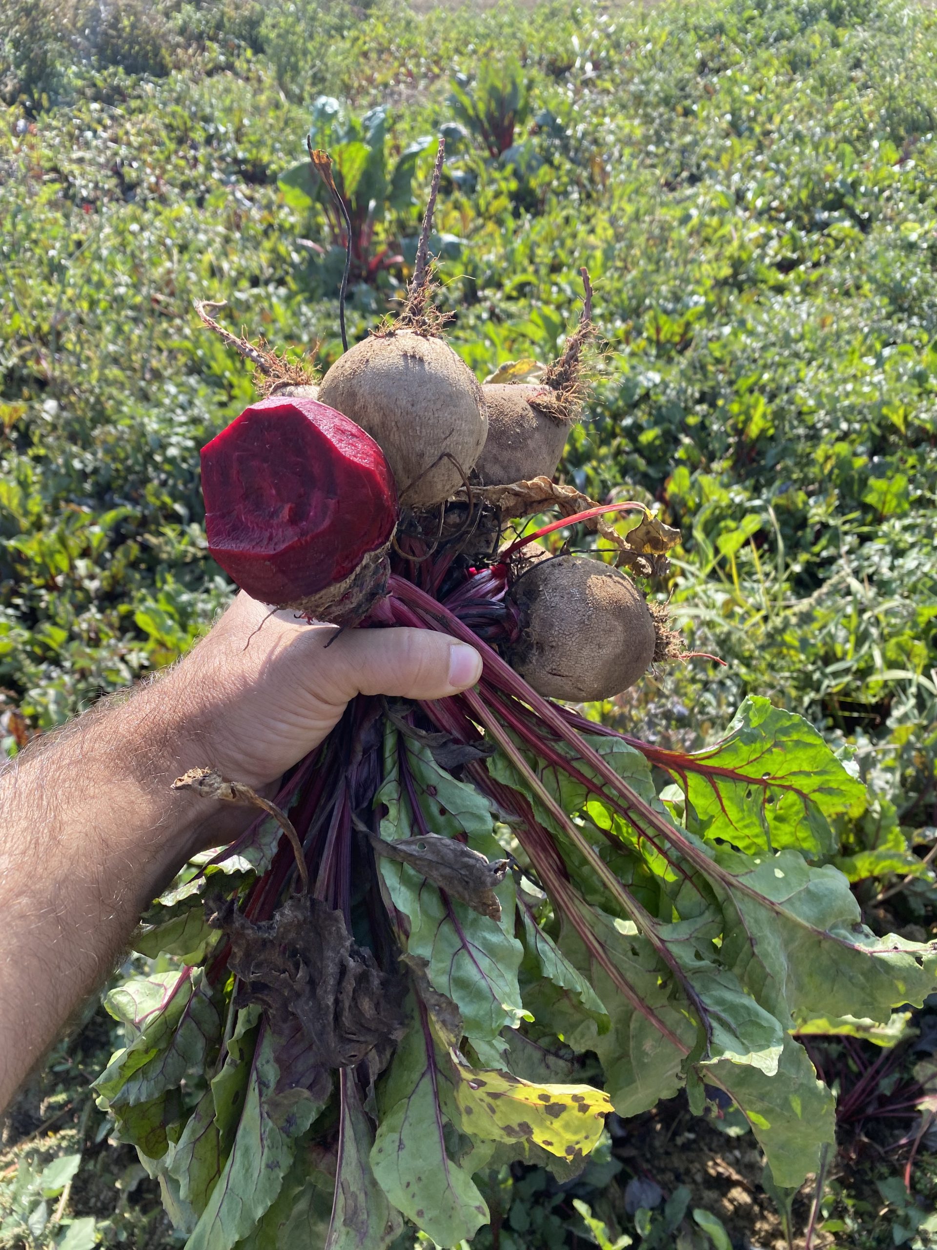 Kırmızı Pancar