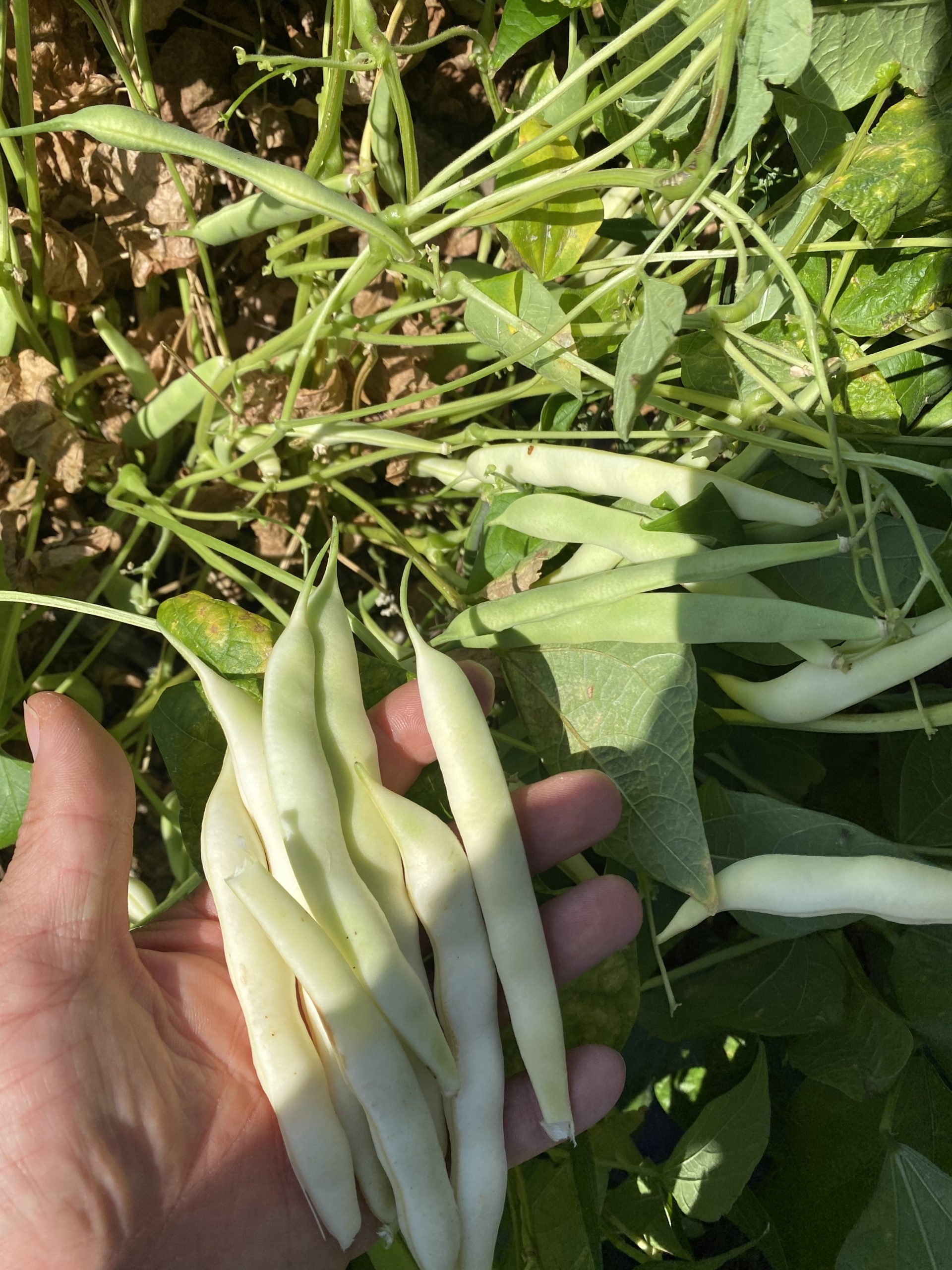 Badalan Fasulye (Kampanyalı Ürün)